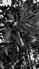 Close-up of leaves on plant