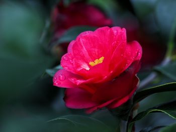 Close-up of red hibiscus blooming outdoors