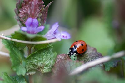 Close-up of ladybug on purple flower