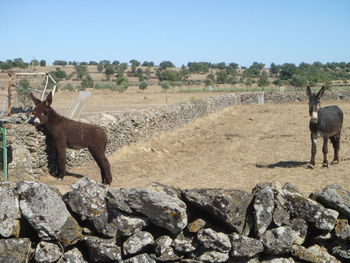 Donkeys standing on field against clear sky