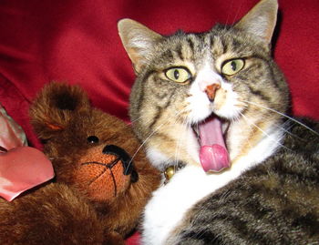 Close-up portrait of cat at home