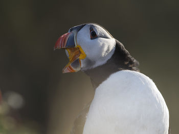 Close-up of puffin