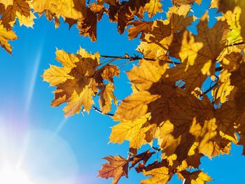 Low angle view of maple tree