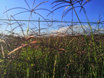 Close-up of grass on field against clear sky