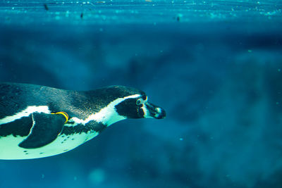 Penguin swimming in sea