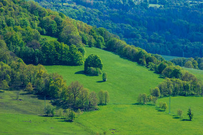 Birds eye view of tree and forest in rolling hill landscape in lusatian mountains