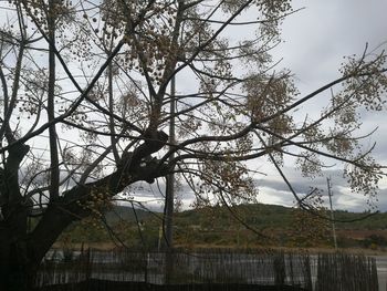 Low angle view of trees against sky