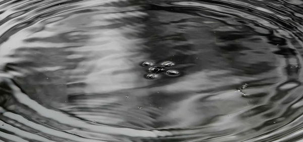 High angle view of turtle swimming in lake