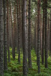 Pine trees in forest