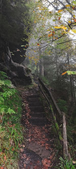 Staircase amidst trees in forest