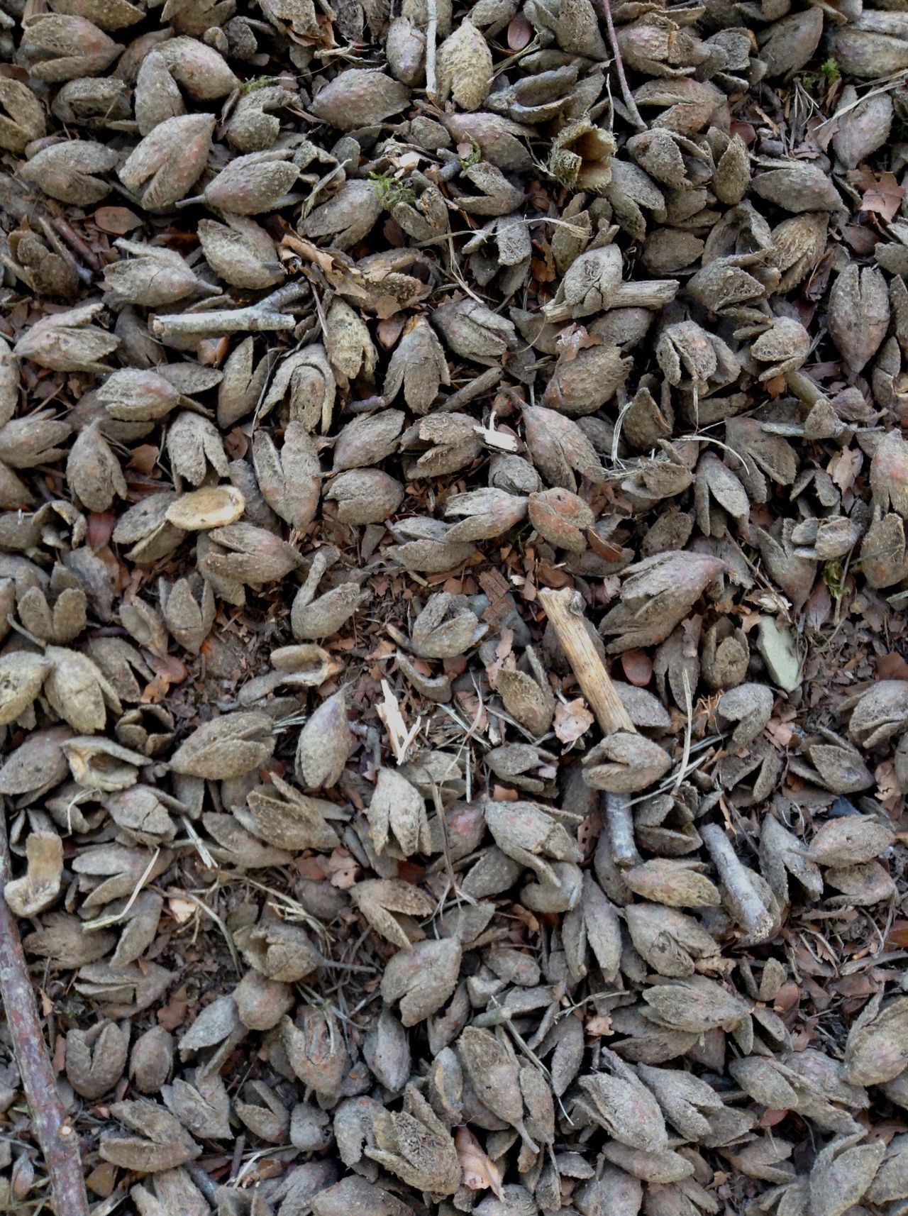 Beech nuts