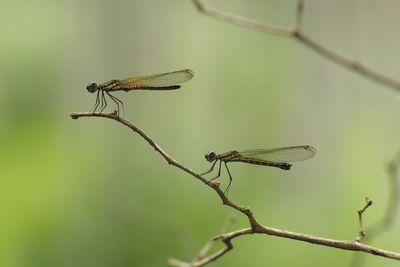 Close-up of damselfly perching on leaf