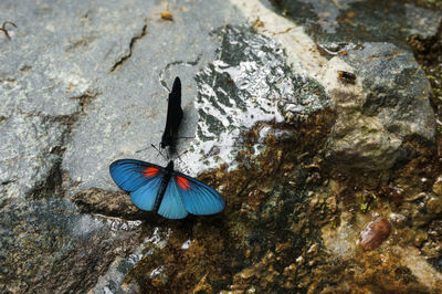 High angel view of insect on rock