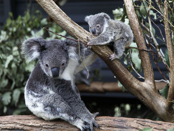 Close-up of koalas