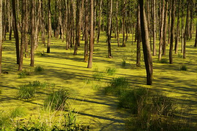 Trees growing amidst swamp at forest