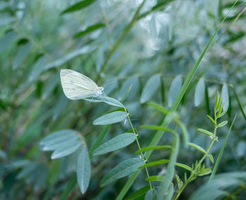 Close-up of green plant