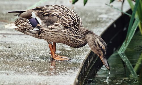 Close-up of owl perching on water