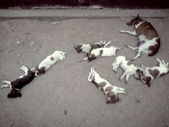 High angle view of dogs lying down