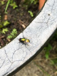 High angle view of fly on leaf