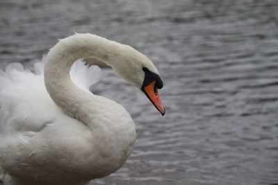 View of swan on banks of lake