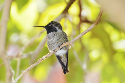 Close-up of bird perching on branch