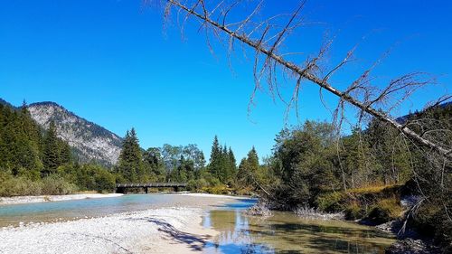 Scenic view of river in forest against clear blue sky