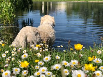 View of white flowers in lake