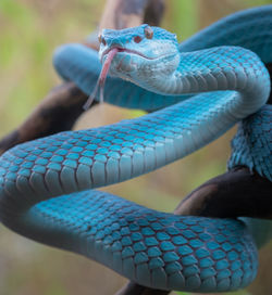 Close-up of a lizard