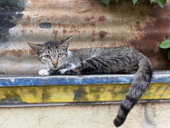 Portrait of cat resting on wall