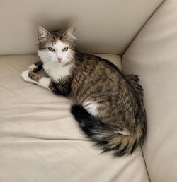 Cat lying on couch 