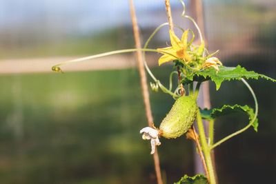 Close-up of insect on plant