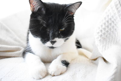 Close-up of cat lying on bed