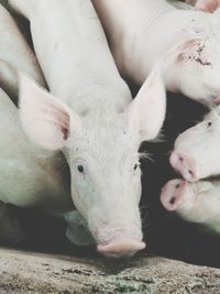 Close-up of an animal