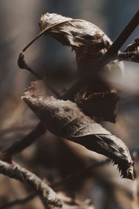 Close-up of dry leaves