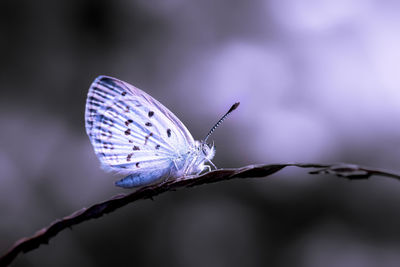 Close-up of butterfly on purple flower