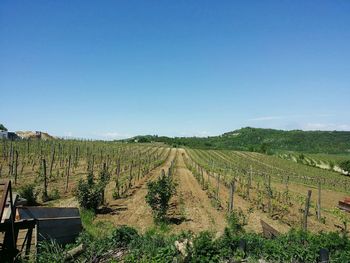 Scenic view of vineyard against clear sky