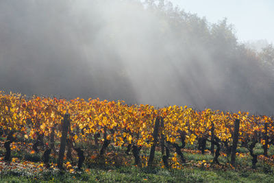 Vineyards on autumn against sky. 