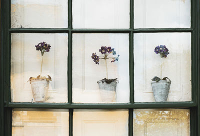 Potted plants on glass window