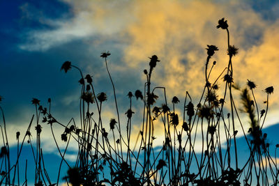 Close-up of silhouette plants against sky during sunset