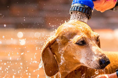 Midsection of person with dog in water