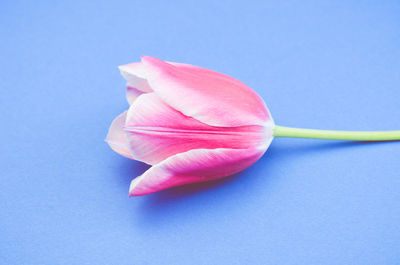 Tulip still life - light blue background