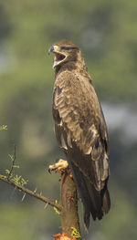 Close-up of owl perching outdoors