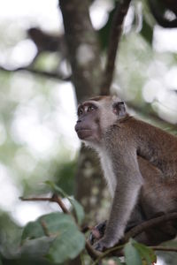 Low angle view of monkey on tree