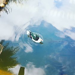 Aerial view of turtle swimming in lake