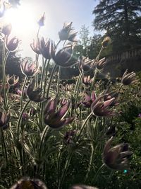 Plants growing outdoors