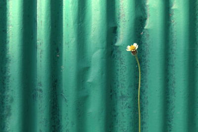 Full frame shot of blue flowering plant