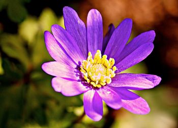 Close-up of purple flower blooming