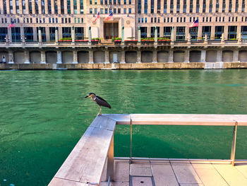 Seagull perching on railing by canal against buildings