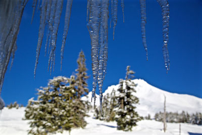 Low angle view of snow covered tree