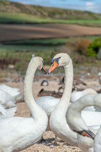 Close-up of swans on water